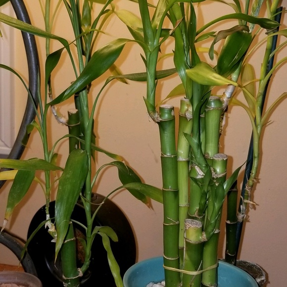 Meet your Posher, Tammy - Picture 1 of 1